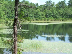 A kettle pond at Nickerson State Park in Brewster, MA