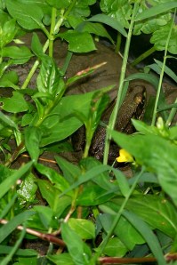 100_1319 We came home from vacation, and there was this little green frog among the weeds on a rock by the side of the little pond.