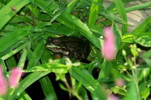 100_1325 Notice lunch sitting on the blade of grass in the upper left.