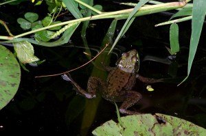 100_1621 Here our little frog neighbor hangs in the water.