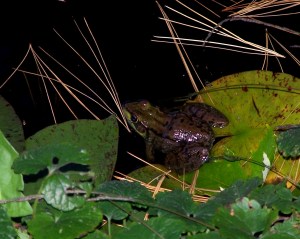 100_1900 This was the last picture I took of our little green friend this year. I found him here lounging in the water. This was after a couple of hard frosts. But he remained active for another week or so after this picture.