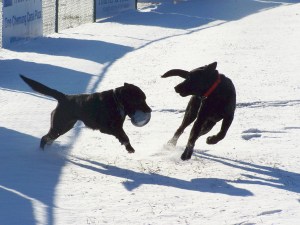 Emily and Stevie playing in the snow; photo by GAC