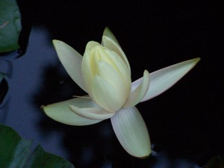 Water Lily in the Dark