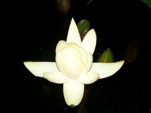Water Lily Open in the NIght