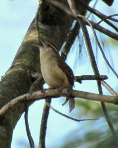 Carolina Wren Singing; photo by GAC.