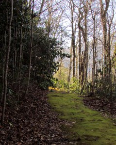 A Path in the Woods at the Community of the Cross; photo by GAC