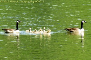 A Protective Family on the Chemung River in Elmira, NY; photo by GAC
