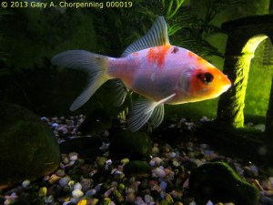 A Fish I've Been Raising; photo by GAC