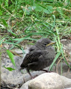 Fledgling Starling; photo by GAC