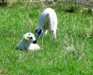 Lambs; photo by GAC at Mt. Saviour Benedictine Monastery near Elmira, NY