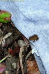 A New Toad on a Tee Shirt Collar; photo by GAC