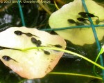 Tadpoles in my Pond; photo by GAC