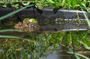 Toads mating in my backyard pond; photo by GAC