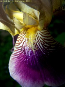 Iris #1; photo by GAC
