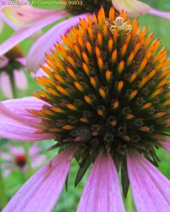 A Goldenrod Crab Spider on a Coneflower; photo by GAC
