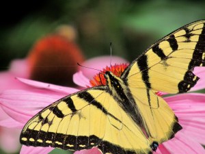 Eastern tiger swallowtail on a cone flower; its right wing has been damaged, but it seemed to be flying without difficulty; photo by GAC