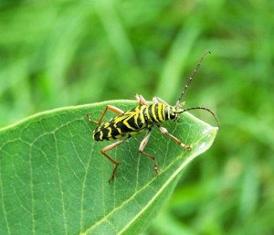 Locust Borer Beetle; photo by GAC