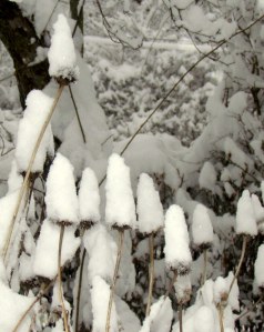 Shasta Daisies with Snow Caps; photo by GAC