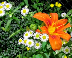 Day Lily and Daisy Fleabane; photo by GAC