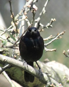 Grackle in a Springtime Apple tree; photo by GAC
