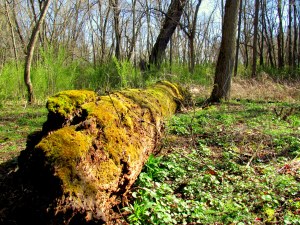 Greening Woods; photo by GAC
