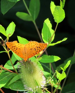 A fritillary butterfly on a teasel flower; photo by GAC