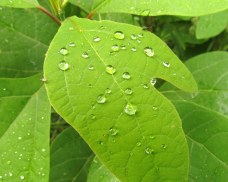 A sassafras leaf with water droplets