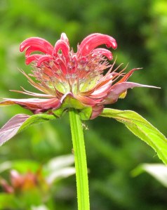 Bee Balm (Bergamot); photo by GAC