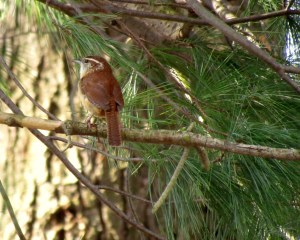 Carolina Wren in my backyard; photo by GAC