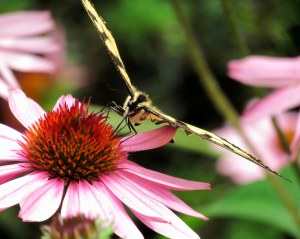 Eastern tiger swallowtail on a cone flower; photo by GAC