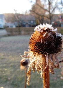 Coneflower seed head in the frost; photo by GAC