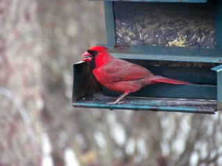 Male Cardinal at my bird feeder